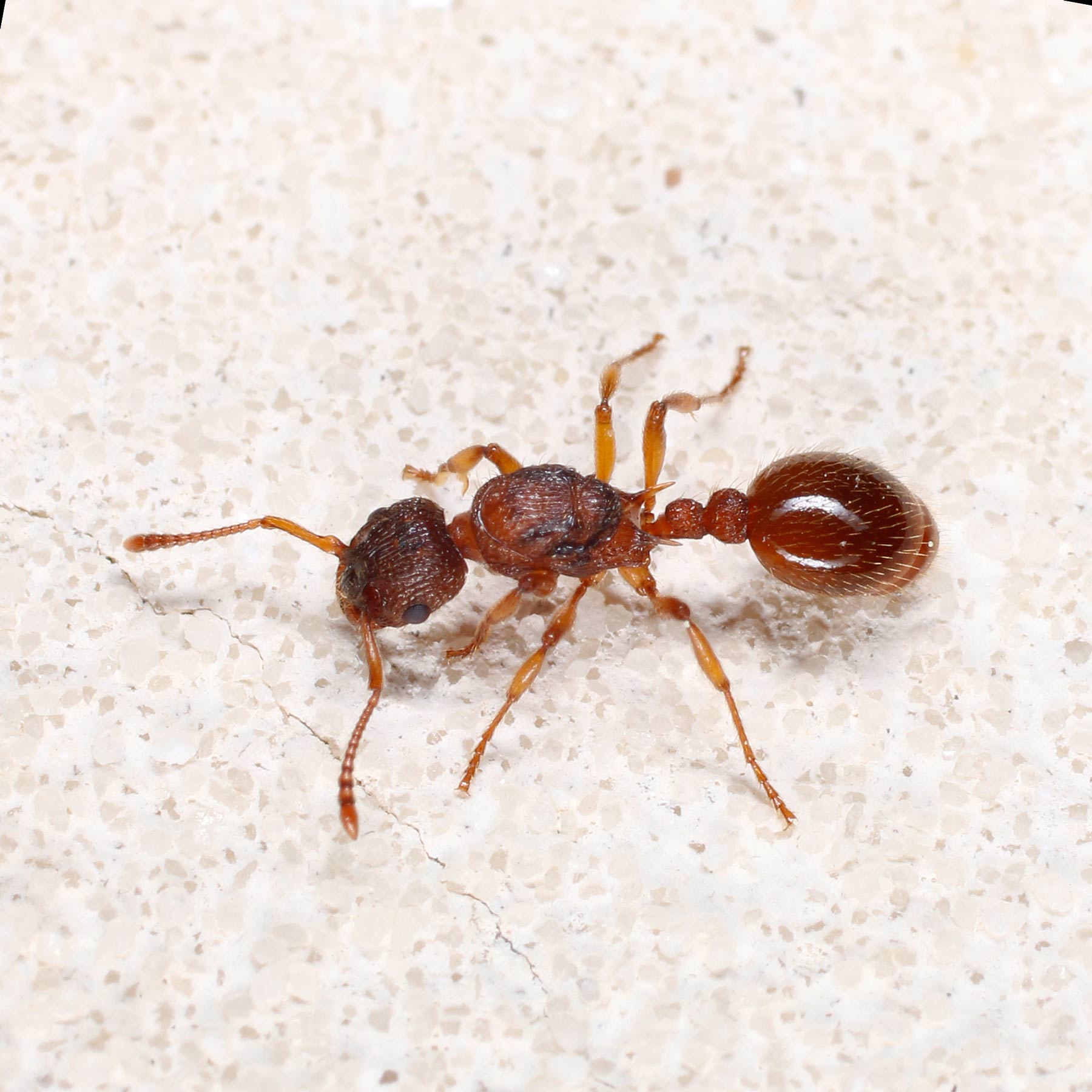 Formicidae: Myrmica... quale?